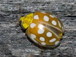 Attēlu rezultāti vaicājumam “Halyzia sedecimguttata”