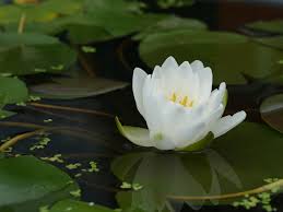 Attēlu rezultāti vaicājumam “Nymphaea candida flower”