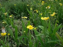 Attēlu rezultāti vaicājumam “Ranunculus lingua bud”