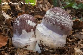 Attēlu rezultāti vaicājumam “Cortinarius praestans”