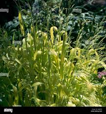 Attēlu rezultāti vaicājumam “Milium effusum flower”