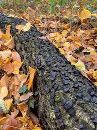 Attēlu rezultāti vaicājumam “Badhamiopsis praetermissa spores”