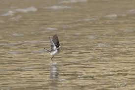 Attēlu rezultāti vaicājumam “Motacilla flava flava adult”