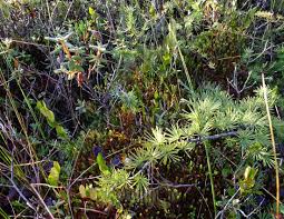 Attēlu rezultāti vaicājumam “Chamaedaphne calyculata fruit”