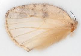 Attēlu rezultāti vaicājumam “Peridea anceps”