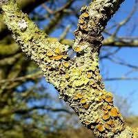 Attēlu rezultāti vaicājumam “Xanthoria parietina”