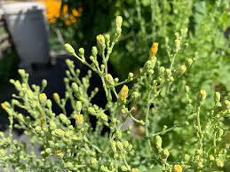 Attēlu rezultāti vaicājumam “Lactuca sativa flower”