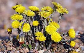 Attēlu rezultāti vaicājumam “Tussilago farfara bud”