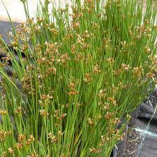 Attēlu rezultāti vaicājumam “Juncus articulatus”