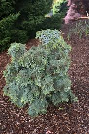 Attēlu rezultāti vaicājumam “Chamaecyparis lawsoniana”