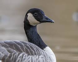 Attēlu rezultāti vaicājumam “Branta canadensis adult”