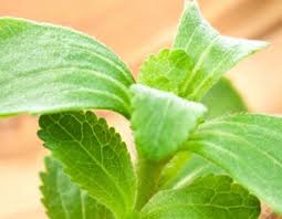 Image result for Stevia rebaudiana