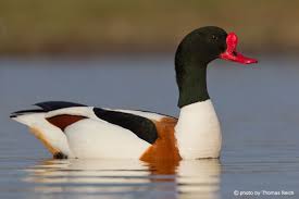 Attēlu rezultāti vaicājumam “Tadorna tadorna male”