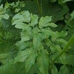 Attēlu rezultāti vaicājumam “Chaerophyllum aromaticum leaf”