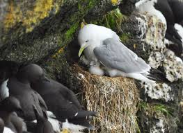 Attēlu rezultāti vaicājumam “Rissa tridactyla nest”