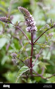 Image result for Menta x piperita