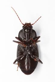 Attēlu rezultāti vaicājumam “Pterostichus sp.”