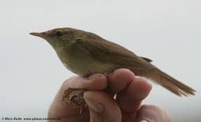 Attēlu rezultāti vaicājumam “Acrocephalus dumetorum”