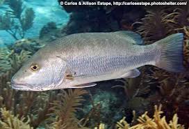 Image result for Lutjanus cyanopterus