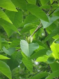 Attēlu rezultāti vaicājumam “Magnolia acuminata leaf”