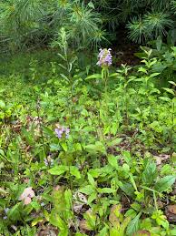 Attēlu rezultāti vaicājumam “Prunella vulgaris flower”