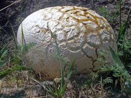 Attēlu rezultāti vaicājumam “Langermania gigantea”