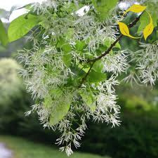 Attēlu rezultāti vaicājumam “Chionanthus virginicus flower”