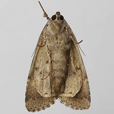 Attēlu rezultāti vaicājumam “Anaplectoides prasina”