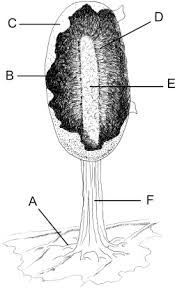 Attēlu rezultāti vaicājumam “Lamproderma puncticulatum stalked”