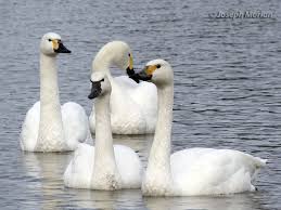 Attēlu rezultāti vaicājumam “Cygnus columbianus”