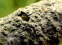 Attēlu rezultāti vaicājumam “Thelotrema lepadinum”