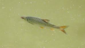 Image result for Rutilus rutilus