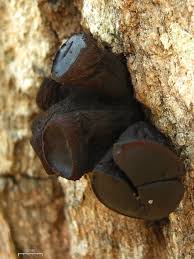 Attēlu rezultāti vaicājumam “Bulgaria inquinans”