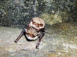 Attēlu rezultāti vaicājumam “Myotis dasycneme”