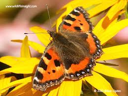Attēlu rezultāti vaicājumam “Aglais urticae”