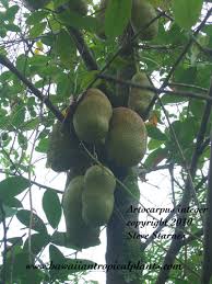 Attēlu rezultāti vaicājumam “Betula humilis fruit”