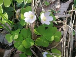 Attēlu rezultāti vaicājumam “Oxalis acetosella fruit”