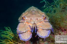 Image result for Scyllarides latus