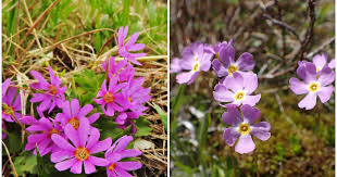 Attēlu rezultāti vaicājumam “Primula farinosa flower”