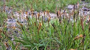 Attēlu rezultāti vaicājumam “Carex hirta female flower”