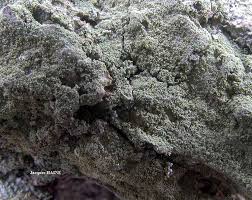 Attēlu rezultāti vaicājumam “Pertusaria flavida”