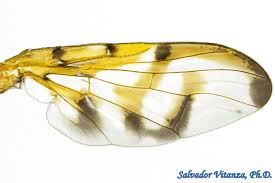 Attēlu rezultāti vaicājumam “Tephritidae”