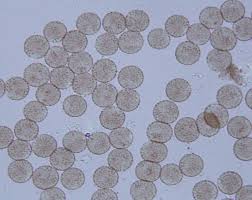 Attēlu rezultāti vaicājumam “Stemonitopsis gracilis”