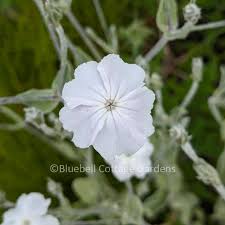 Image result for Lychnis coronaria alba
