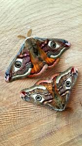 Attēlu rezultāti vaicājumam “Semioscopis avellanella imago”