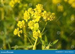 Attēlu rezultāti vaicājumam “Euphorbia virgata flower”