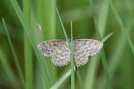 Attēlu rezultāti vaicājumam “Scopula immorata”