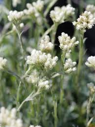 Attēlu rezultāti vaicājumam “Antennaria dioica male flower”