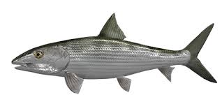 Image result for Albula vulpes