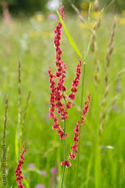 Image result for Sauerampfer